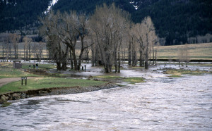 Lamar picnic area flooded by high water (Lamar River); Jim Peaco; May 1997