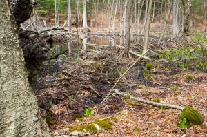 Why are the beavers making so many deep notches, so close, in this yellow birch they felled?  Some say it will be a totem pole, others a practice gnawing log for the young, and one thinks it is the work of a crazy beaver sculptor.  - Judy Schneider photo 