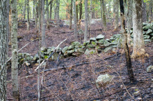 An oak forest floor after a recent fire.  The charred spots are temporary; the two-century old wall is not. The single trees, each from an acorn, tell us this was rocky pasture fifty or so years ago. - Judy Schneider photo   