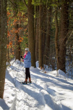 Stream Teamer Glenice Kelley snow-shoeing on the trail where trains once reigned.  White pines have taken over this northern Middleton section of the rail-road bed.  Judy Schneider photo