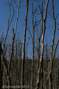 Near west end of Middleton Pond, summer 2013.  The dead trunks in the foreground are those of red maples in a once shady swamp that was flooded by a beaver dam about eight years ago.  The great blue herons’ nests in the background are high in drowned white pines.  After the trees have fallen the year-round wet impoundment will be a lush beaver meadow of water loving plants.  Many thousands of acres of once maple swamps have become open beaver meadows since the dam builders returned.  -  Judy Schneider photo