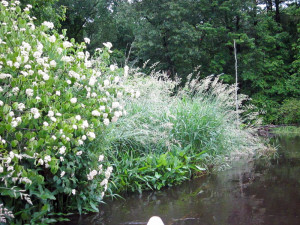 Lush June gardens all along the edges of the Ipswich River – The bush in full bloom, foreground left, is Swamp Dogwood.  In the background and along much of the river are dense stands of Reed-canary Grass.  A patch of Arrowhead is between the dogwood and grass.  These and other water loving plants thrive in the year round water.  - Judy Schneider photo