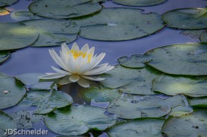 White water lilies now grace the surfaces of fresh waters.  Here is a beauty, one of hundreds, at Stearns Pond, North Andover.  The floating leaves alone are worth a visit to shallow ponds near your home.  Many small creatures live on the undersides of these round rafts.  -  Judy Schneider photo