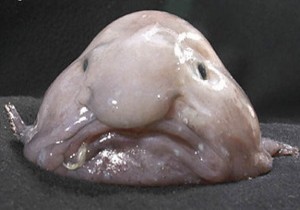 Blobfish – Internet photo