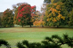 The maples in the background show many reds, oranges and yellows in mixes in varying degrees.  The green larch needles in the foreground will turn golden and fall unlike the evergreen needles of other conifers. - Judy Schneider photo