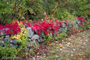 Virginia creeper and poison ivy vines brighten up this Yankee wall. Green chlorophylls still dominate the early October scene. - Judy Schneider photo