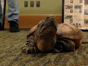 Six year old “Nibbles” the Turtle Rescue League’s educational assistant.  This snapping turtle’s more formal title is Chelydra serpentine.  -   Katharine Brown photo
