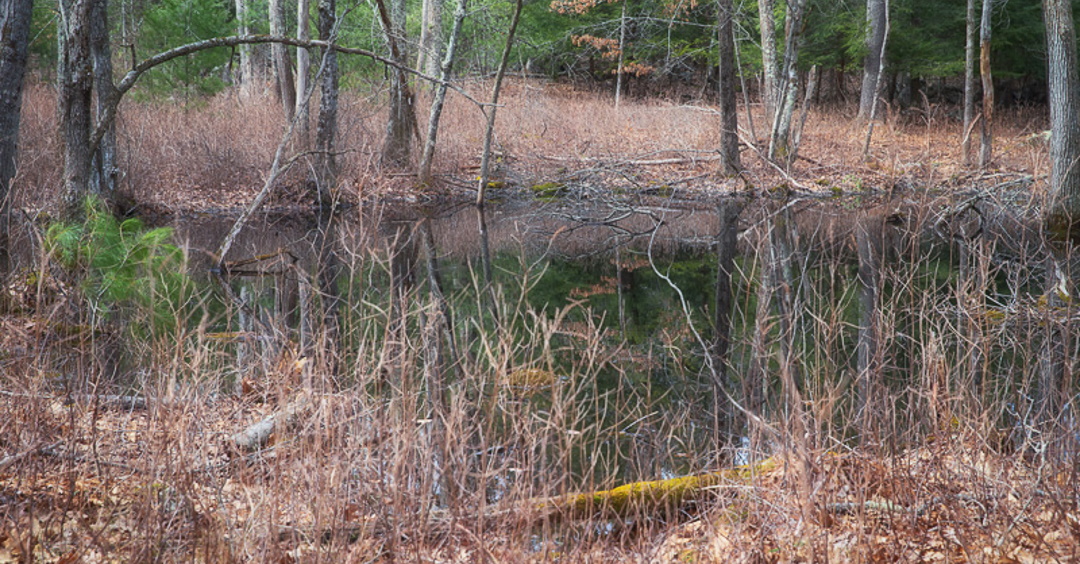 THE STREAM TEAM’S SPRING VERNAL POOL HIKE HAS BEEN CANCELLED