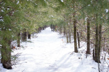 Morning after a storm, the rail-trail is still without tracks.  Off to the sides and below the flanking white pines are wetlands, home to diverse wildlife.   Judy Schneider photo