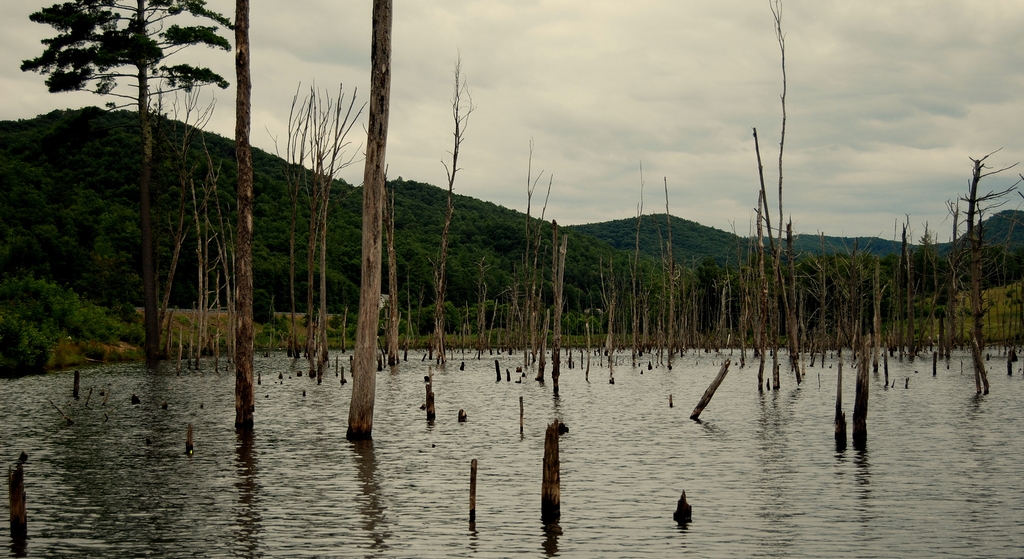 RED MAPLES, BEAVERS AND HISTORICAL ASIDES