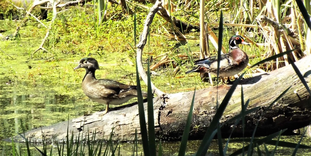 WOOD DUCKS (April 2011, revised March 2017)*