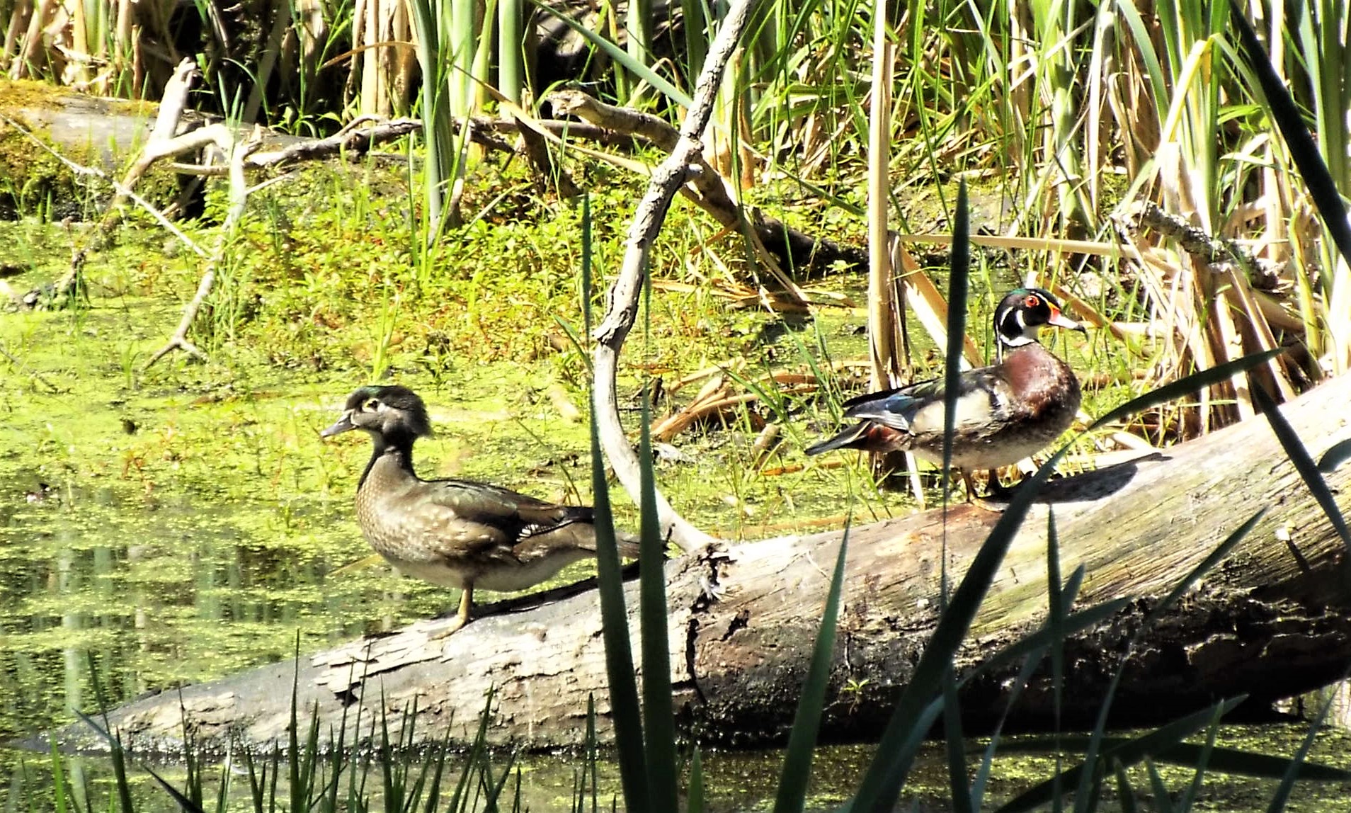 WOOD DUCKS (April 2011, revised March 2017)* Middleton Stream Team
